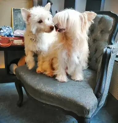 Bild aus The Bushwalker  in Niedersachsen, wo unsere Chinese Crested Dog-Hunde in einer liebevollen Umgebung aufwachsen.