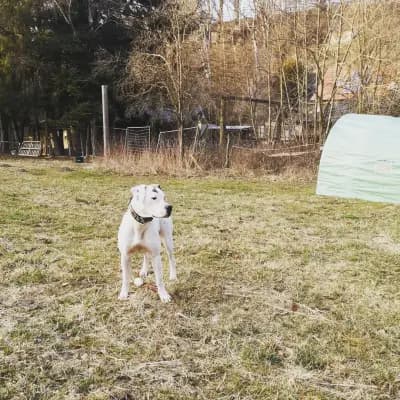 Galerie-Bild von Hegau Bulldog's  in Baden-Württemberg, mit Eindrücken unserer American Bulldog-Zucht.