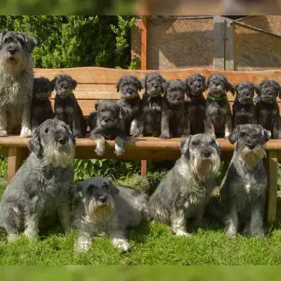 vom Lütmarser Tal cover