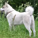 Laika (westsibirisch)