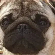 Sunshine Pug cover