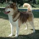 Grönlandhund