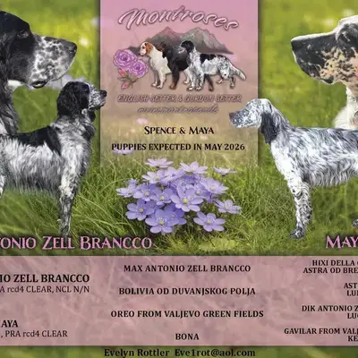 Zauberhafte English Setter Welpen werden voller Freude erwartet - Gordon Setter Welpe in Sachsen