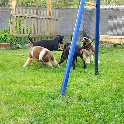 Bild aus Old Lime's Kennel  in Thüringen, wo unsere Manchester Terrier-Hunde in einer liebevollen Umgebung aufwachsen.