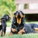 Black and Tan Coonhound