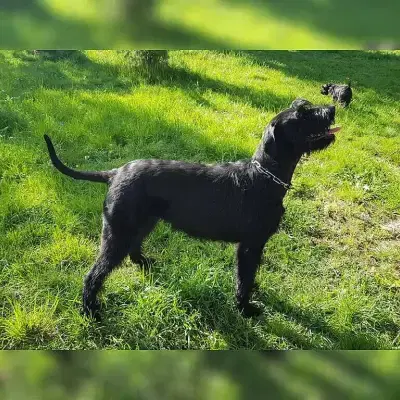 vom Grünen Heiner cover