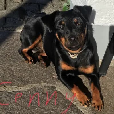Titelbild von Hundezucht vom Heinzelhof  in Bayern, Heimat unserer Deutscher Jagdterrier-Zucht.