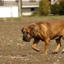 Boerboel