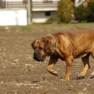 Boerboel – Hunderasse