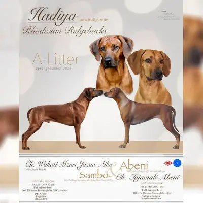 Hadiya cover