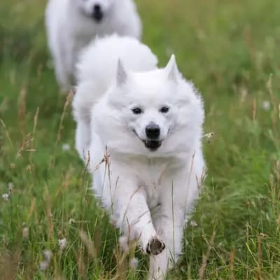 Galerie-Bild von von den Franken Spitzen in Bayern, mit Eindrücken unserer Großspitz-Zucht.