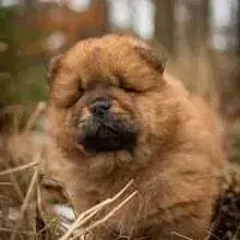 vom Köppelstein cover