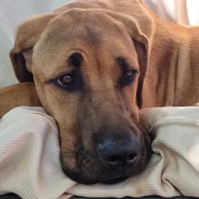 Foto von Daja, einem Broholmer-Elternhund in Sachsen.