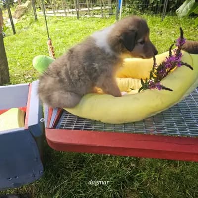Dante - Collie (Langhaar) Welpe in Bayern
