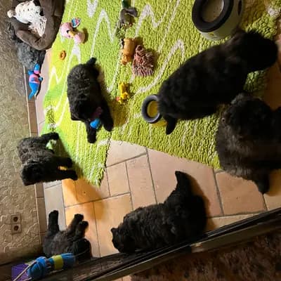 Bild aus Bouviers des Flandres vom Spicher Wäldchen in Nordrhein-Westfalen, wo unsere Bouvier des Flandres-Hunde in einer liebevollen Umgebung aufwachsen.