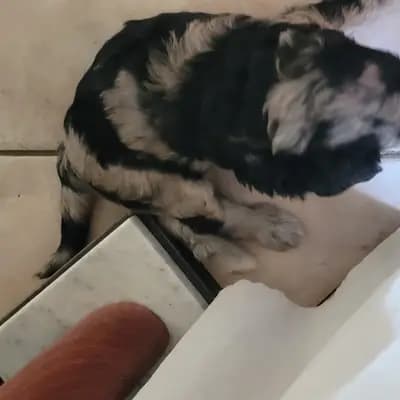 Galerie-Bild von Belleza di Confluentes, Bergamasker Zucht am Mittelrhein  in Rheinland-Pfalz, mit Eindrücken unserer Bergamasker Hirtenhund-Zucht.