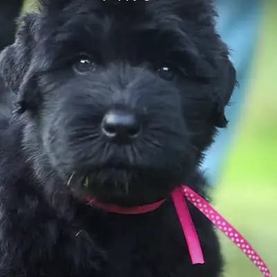 Galerie-Bild von Schwarzer russischer Terrier Welpen - Astra Fidelis FCI in Woiwodschaft Karpatenvorland, mit Eindrücken unserer Russischer Schwarzer Terrier-Zucht.