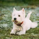 West Highland White Terrier