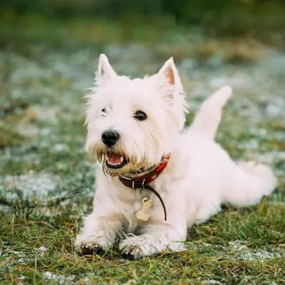 West Highland White Terrier – Hunderasse