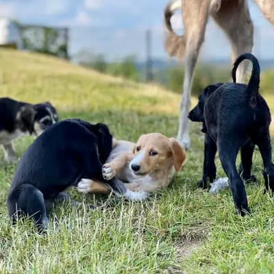 Bild aus Del'Neshin in Nordrhein-Westfalen, wo unsere Saluki-Hunde in einer liebevollen Umgebung aufwachsen.