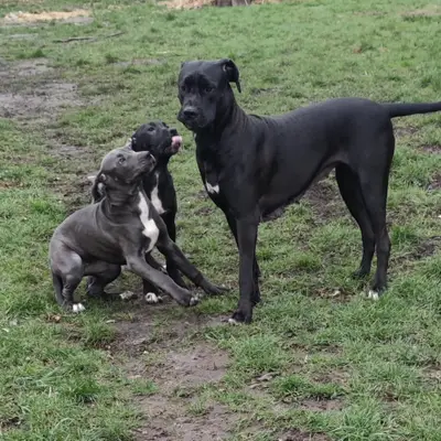 Galerie-Bild von Saupackerwelpen in Mecklenburg-Vorpommern, mit Eindrücken unserer Cane Corso Italiano-Zucht.