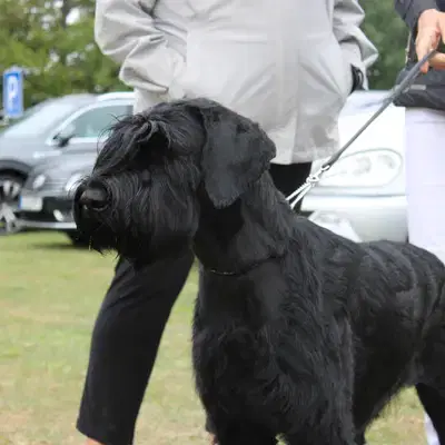 Ada vom Stall Puskeiler image