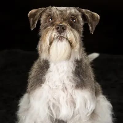 Galerie-Bild von Ehrenbürg-Zwerge (American Schnauzer) in Bayern, mit Eindrücken unserer Zwergschnauzer-Zucht.