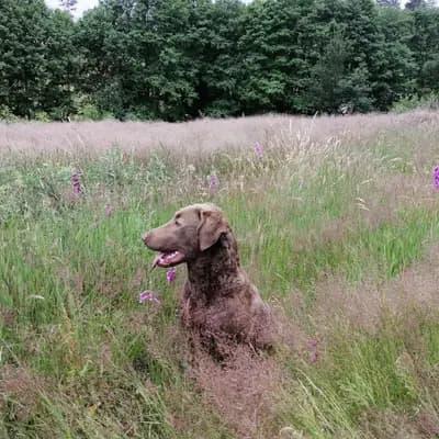 Galerie-Bild von Witchess - Chesapeake Bay Retriever Zucht in Hessen, mit Eindrücken unserer Chesapeake Bay Retriever-Zucht.