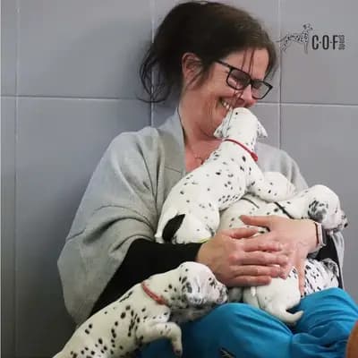 Bild aus COF Spots Dalmatiner in Niedersachsen, wo unsere Dalmatiner-Hunde in einer liebevollen Umgebung aufwachsen.