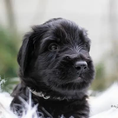 Galerie-Bild von De la Valleé d´Amour in Baden-Württemberg, mit Eindrücken unserer Berger de Brie (Briard)-Zucht.