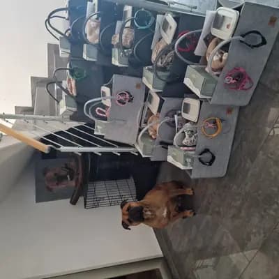Bild aus Bachgau_B_Bulls LIEBHABER Zucht in Bayern, wo unsere Continental Bulldog (Nationale Rasse)-Hunde in einer liebevollen Umgebung aufwachsen.