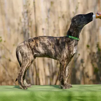 Deseo - Galgo Espanol Welpe in Niedersachsen