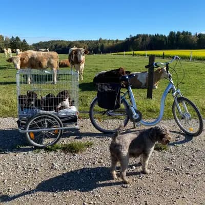 Bild aus Lagottis von der Glonn in Bayern, wo unsere Lagotto Romagnolo-Hunde in einer liebevollen Umgebung aufwachsen.