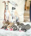 Amias – Whippet Welpe, Bremen, Aufgezogen von Bella Bambini 