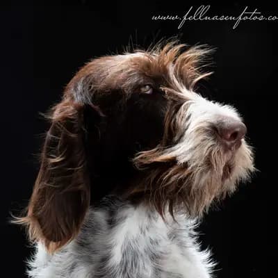 Galerie-Bild von Spinone Italiano vom Bergheimer Hof in Baden-Württemberg, mit Eindrücken unserer Spinone Italiano-Zucht.