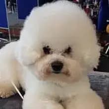 Fluffy Wonder of the Westwood cover