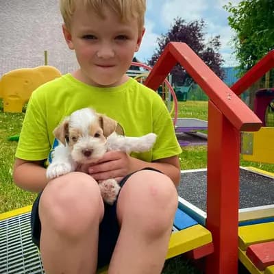 Bild aus American Schnauzer vom Pegnitztaler Land  in Bayern, wo unsere Zwergschnauzer-Hunde in einer liebevollen Umgebung aufwachsen.