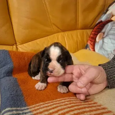 vom Cloppenburger Land cover