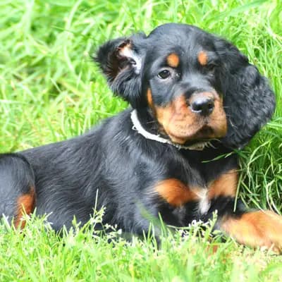 Galerie-Bild von Black Devil´s in Bayern, mit Eindrücken unserer Gordon Setter-Zucht.