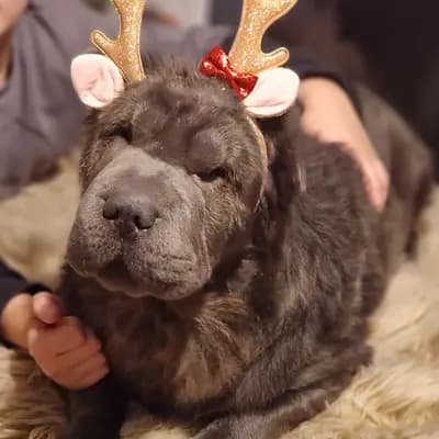 Foto von Teddy, einem Shar Pei-Elternhund in Baden-Württemberg.