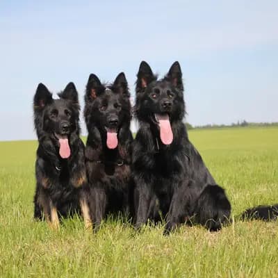 Galerie-Bild von Kleinspitze v. d  Schüpfer Zwergen und Langhaar Schäferhunde von den Schüpfer Hexen in Baden-Württemberg, mit Eindrücken unserer Kleinspitz-Zucht.