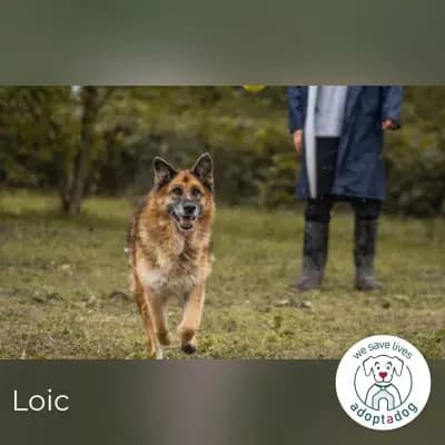 Loic – Altdeutscher Schäferhund, Bayern, Im Tierheim Adoptadog e.V.