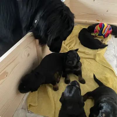 Bild aus Hovawarte von Doberow  in Brandenburg, wo unsere Hovawart-Hunde in einer liebevollen Umgebung aufwachsen.