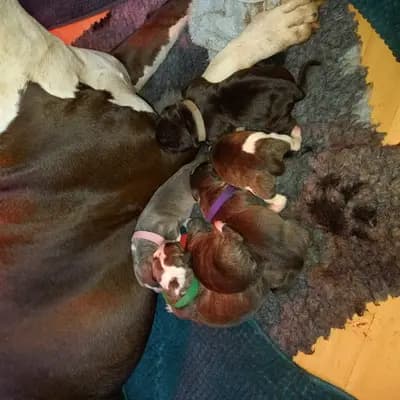 Galerie-Bild von Burnhardt's American XXl Bully in Saarland, mit Eindrücken unserer American Bully-Zucht.