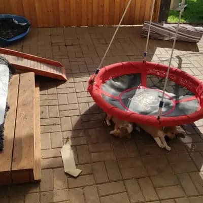 Galerie-Bild von Highland -Hero  in Saarland, mit Eindrücken unserer Collie (Kurzhaar)-Zucht.