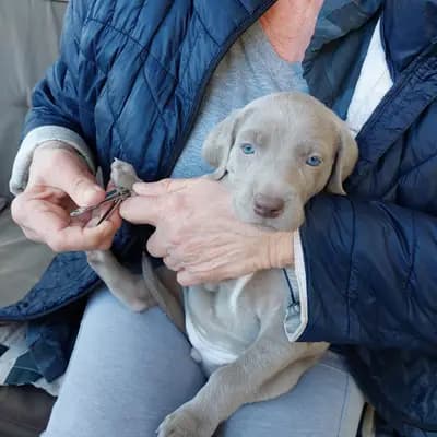 Foto des A-Wurf von Weimaraner (kurzhaar) in Weimaraner aus der Holzgasse, aufgenommen in Niederösterreich.