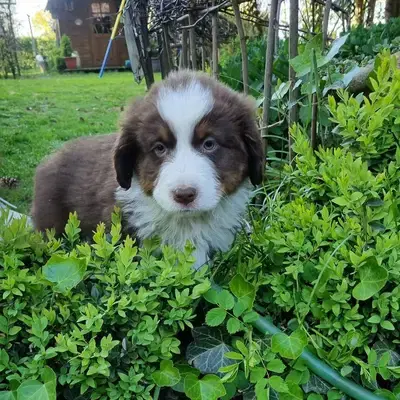 Australian shepherd reinrassig - Australian Shepherd Welpe in Niedersachsen