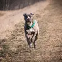 American Staffordshire Terrier