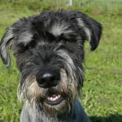 Otto