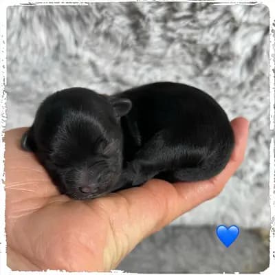 Galerie-Bild von Maltiboo vom Niederrhein  in Nordrhein-Westfalen, mit Eindrücken unserer Maltipoo-Zucht.